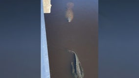 Video shows manatee chasing alligator at Florida park