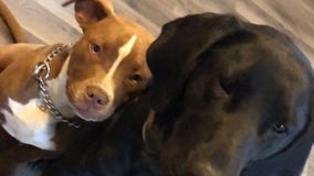 Missing dogs found bound with rope, shot in the head: ‘Inhumane, barbaric’