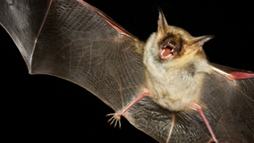 Rabies warning in Florida county after bat tests positive