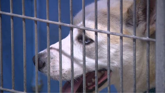 Orange County Animal Services drop adoption fees to fight overcrowding