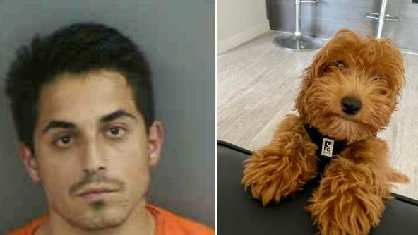 Florida man beat puppy named 'Buzz Lightyear' to death, sheriff's office says