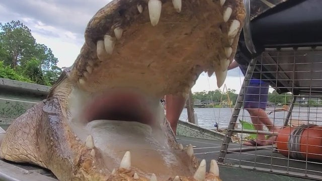 'Like winning the lottery': Alligator hunting season begins in Florida