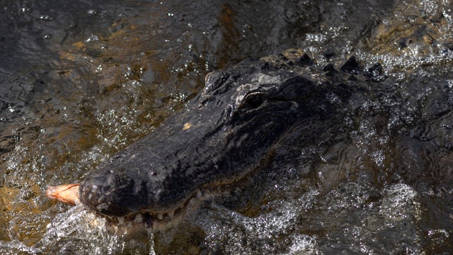 Florida alligator with knife in its head found in Deltona pond: FWC
