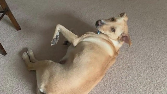 Florida man facing animal abuse charge, accused of killing dog with baseball bat