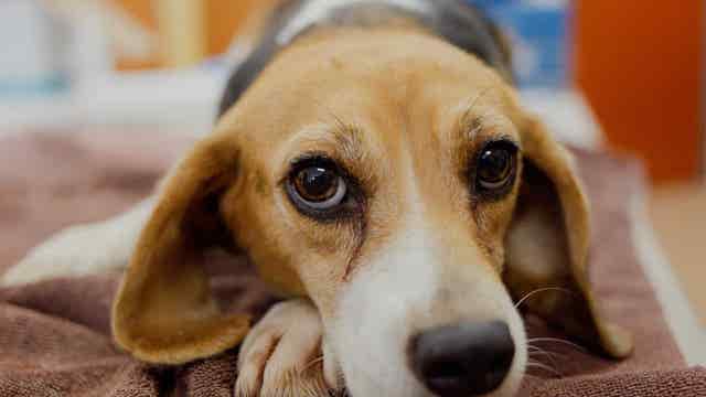 Snap a photo of your pet for the chance to receive prize from Pet Alliance