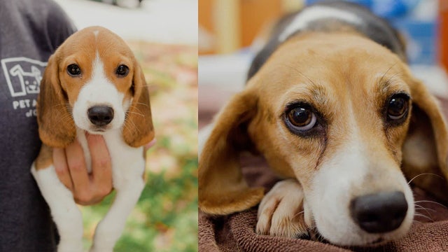 Beagles saved from Virginia lab get adopted thanks to Orlando shelter