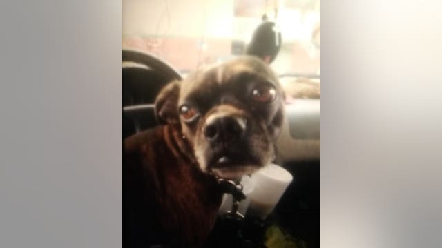 Family searching for dog after their car was stolen out of a parking lot, police say