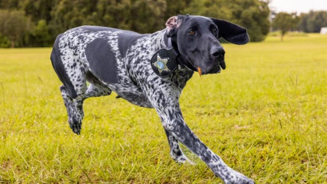 Gun-detecting K-9 Albi to patrol Marion County schools