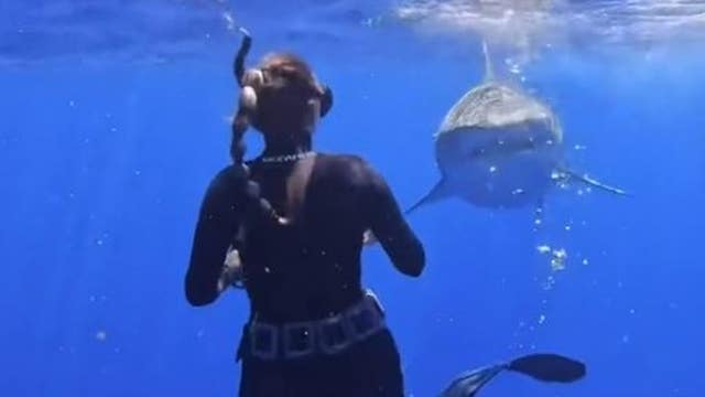 Scuba diver shows how to potentially escape a shark attack in viral video