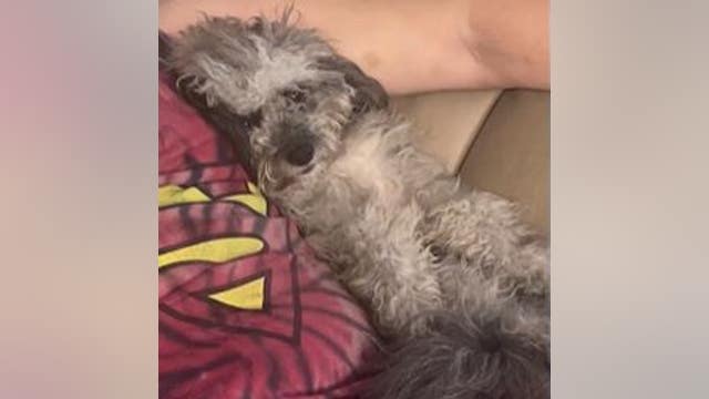 'Give back our dog': Florida couple believes dog stolen, pleading for her safe return