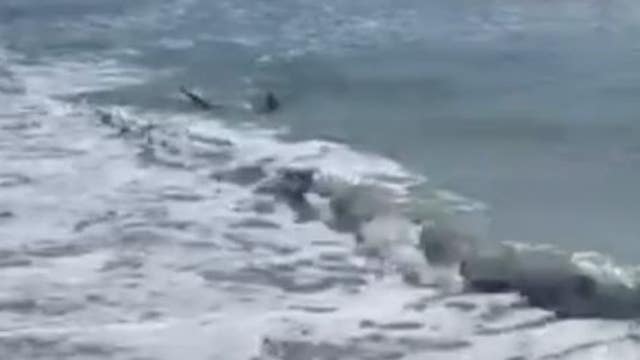 Video: Shark spotted swimming just feet from shore at Florida beach