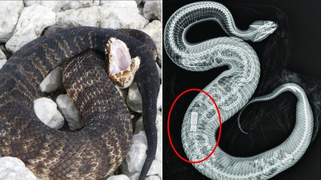 Cottonmouth snake eats Burmese python in Florida: See the wild X-ray