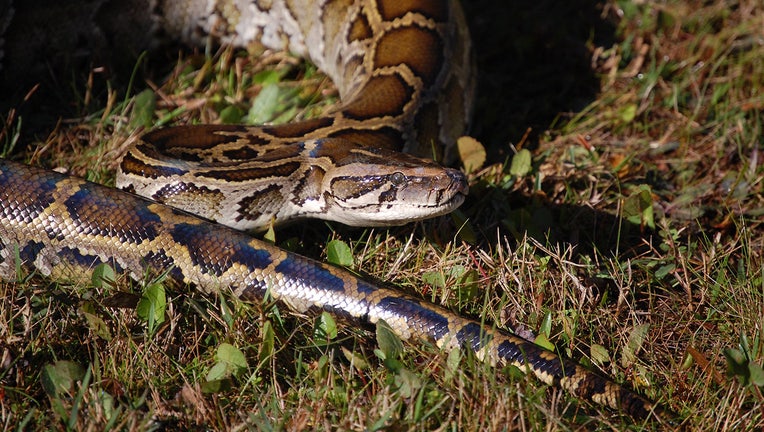 Photo: Florida python in the grass