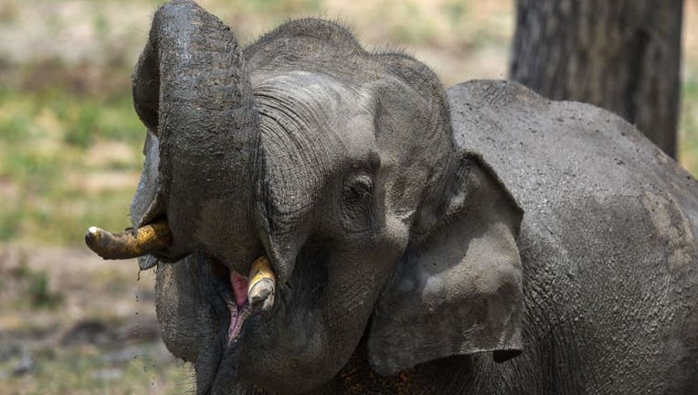 SRI LANKA-WILDLIFE-ELEPHANT