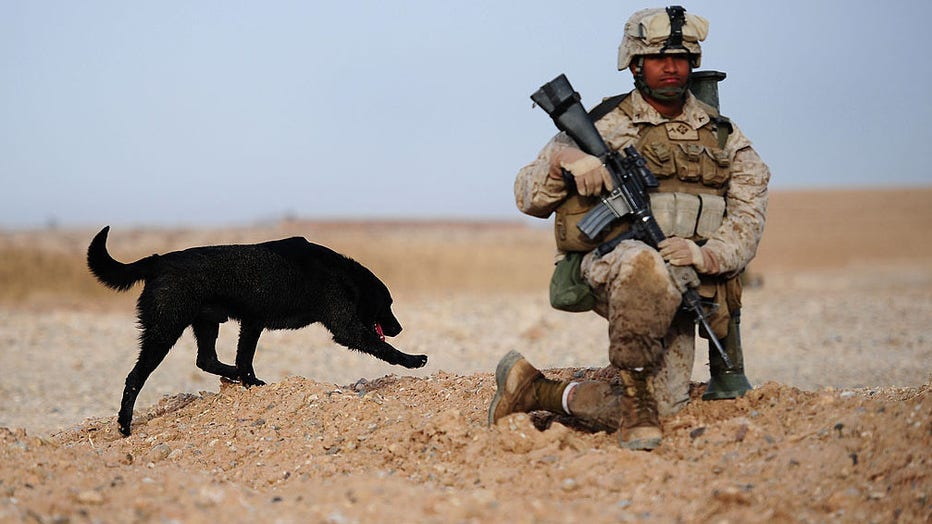 Bomb-sniffing-dog.jpg