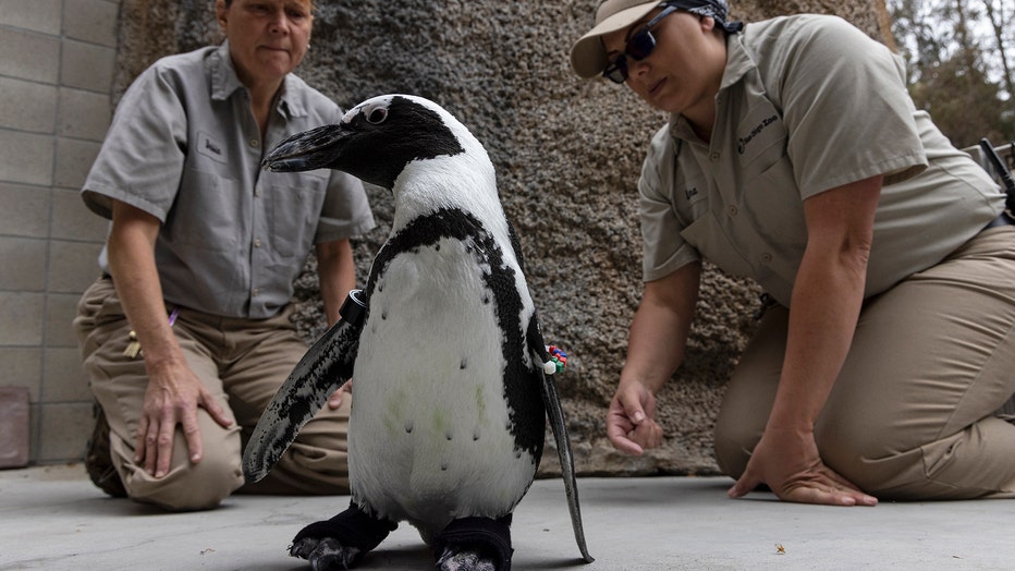 San Diego Zoo Penguin Gets Fitted with Custom Orthopedic Footwear Specially Designed Neoprene/Rubber 
