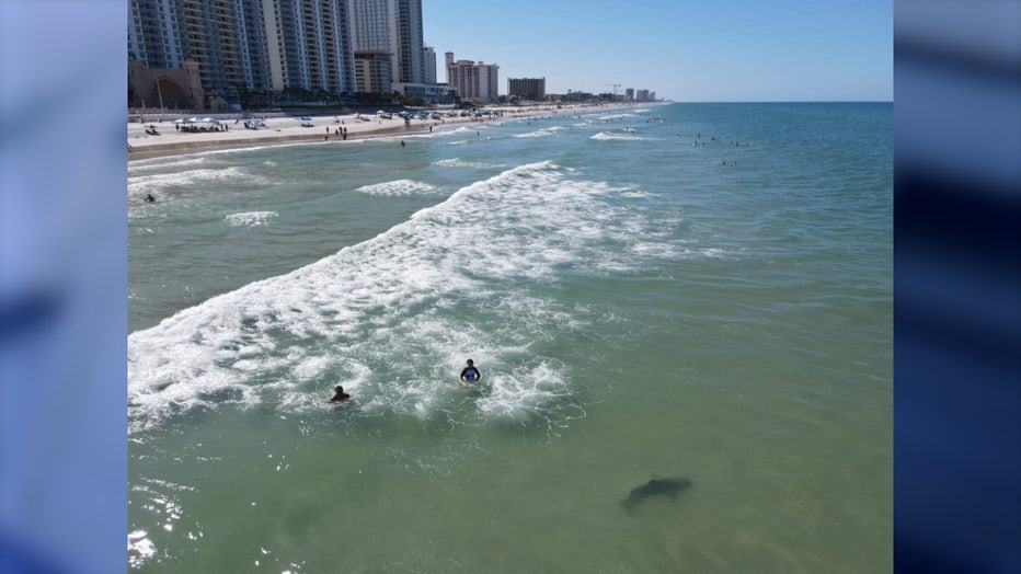 Daytona Beach Shark Attacks 2025: Insights, Prevention, and Cultural Impact