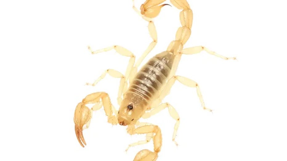 scorpion2.jpg