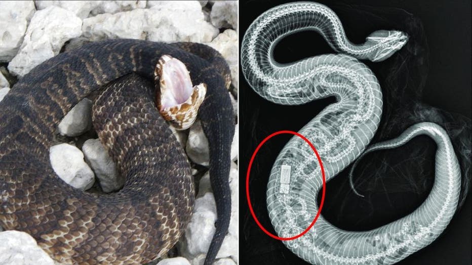 What Eats Burmese Pythons in Florida?