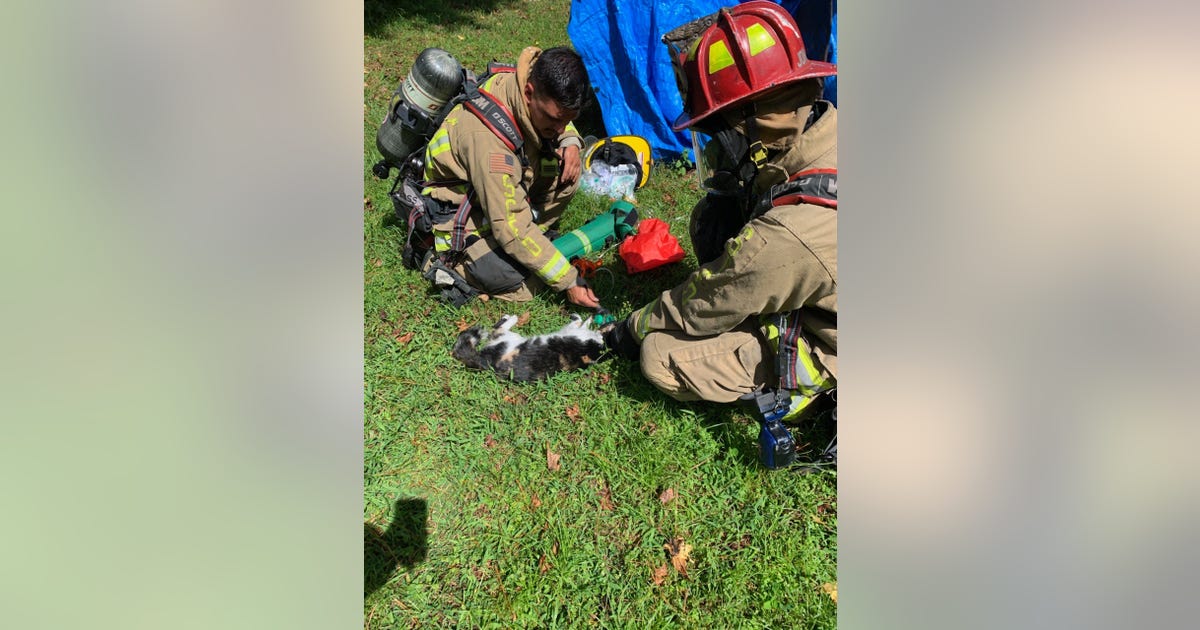 Family cat rescued from house fire in Seminole County | FOX 35 Orlando