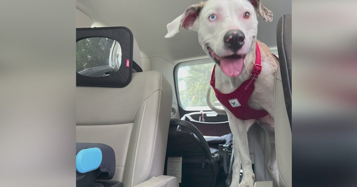Florida woman fined $500 after bringing stray dog to wrong shelter ...