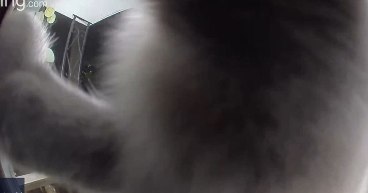 Missing cat returns home, alerts doorbell camera | FOX 35 Orlando