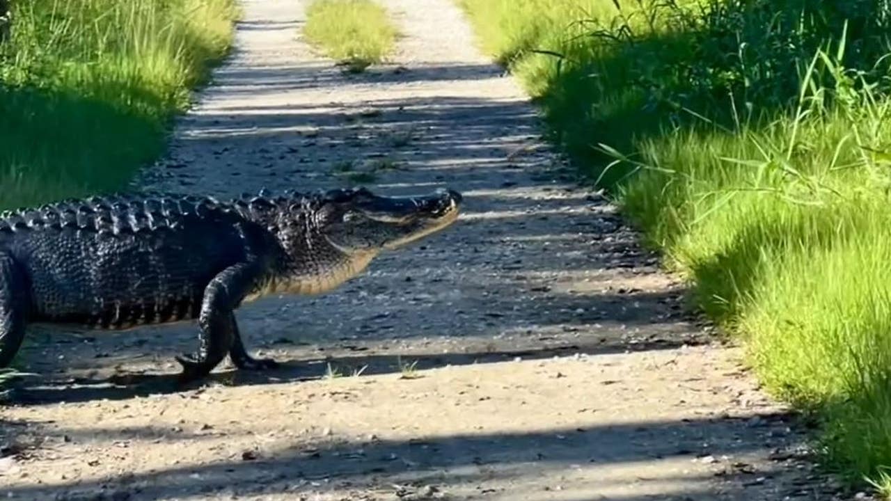 VIDEO: Huge Florida Gator Crosses Trail In Circle B Preserve | FOX 35 ...