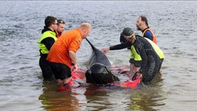 32 whales rescued out of 230 found stranded in Australia, officials say