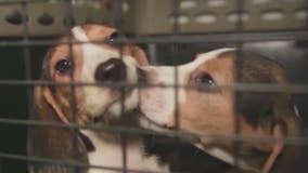 'Grateful': All the beagles brought to Orlando from breeding facility adopted