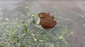 Watch out: Fire ants lurking in Orlando floodwaters