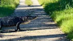VIDEO: Huge Florida gator crosses trail in Circle B Preserve