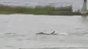 Video shows 'shark' swimming in flooded Florida neighborhood after Hurricane Ian, but is it real?