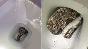 PHOTOS: Family finds snake hiding in toilet of home