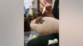 Baby squirrel saved after Hurricane Ian rips through Florida