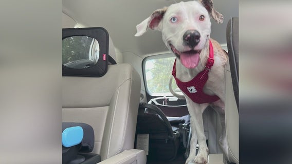 Florida woman fined $500 after bringing stray dog to wrong shelter