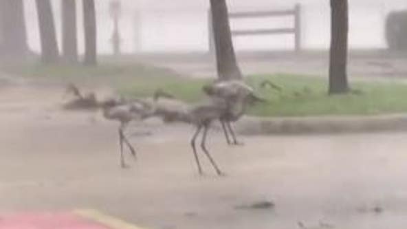 WATCH: Florida sandhill cranes stand their ground against Hurricane Ian's fury in viral video