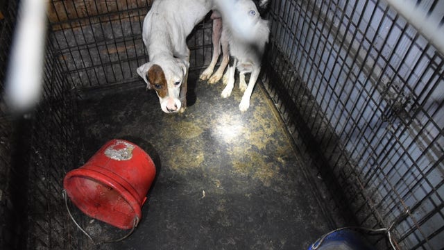 Several sick animals in Volusia County rescued from deplorable living conditions
