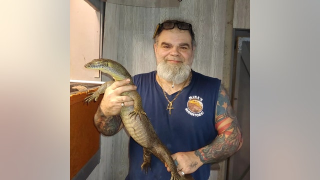 'It looks like Godzilla': Gigantic reptile crawls on window of Florida home