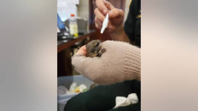 Baby squirrel saved after Hurricane Ian rips through Florida