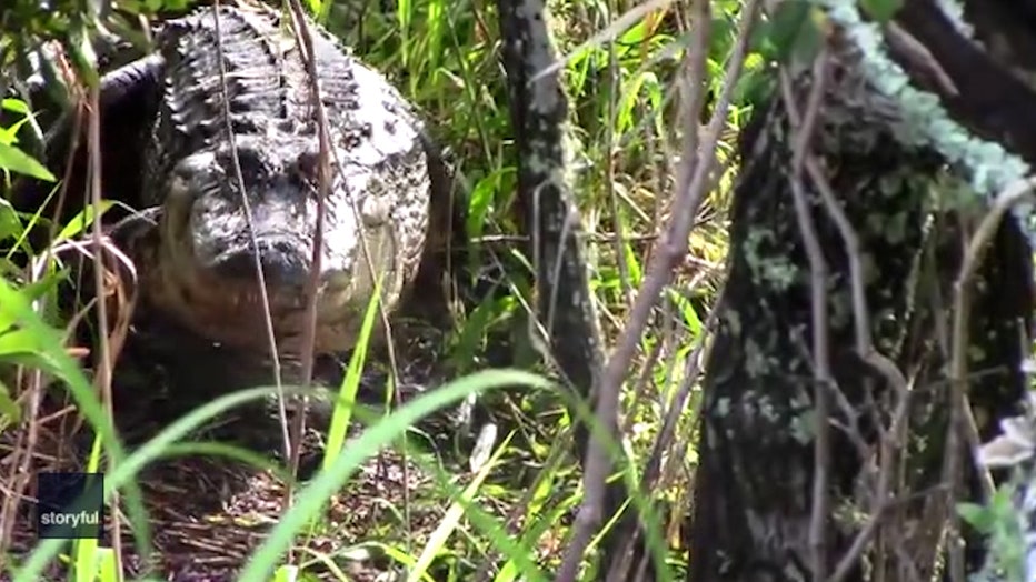 Storyful-278610-ThreeLegged_Alligator_Mom_Cares_for_Her_Babies_in_Lakeland_Florida.00_00_39_05.Still001.jpg