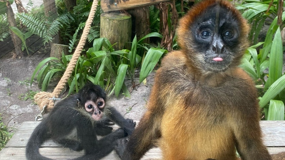 Los monos araña rescatados de una operación de contrabando de mascotas en la frontera de EE. UU. y México encuentran su hogar en el zoológico de Florida Central