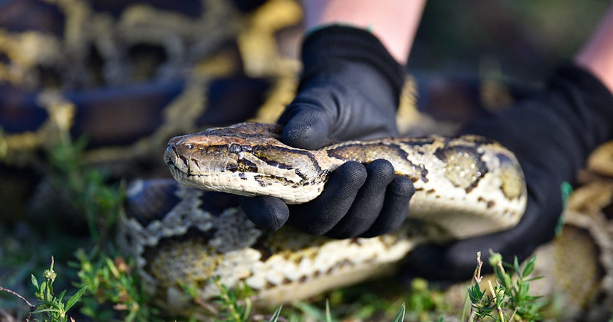 Over 200 python snakes captured in Florida during 2022 Florida Python ...