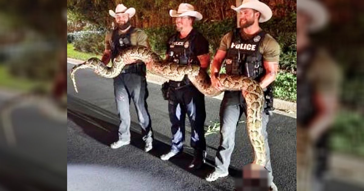 Florida deputies find 14-foot Burmese python lurking in bushes near ...
