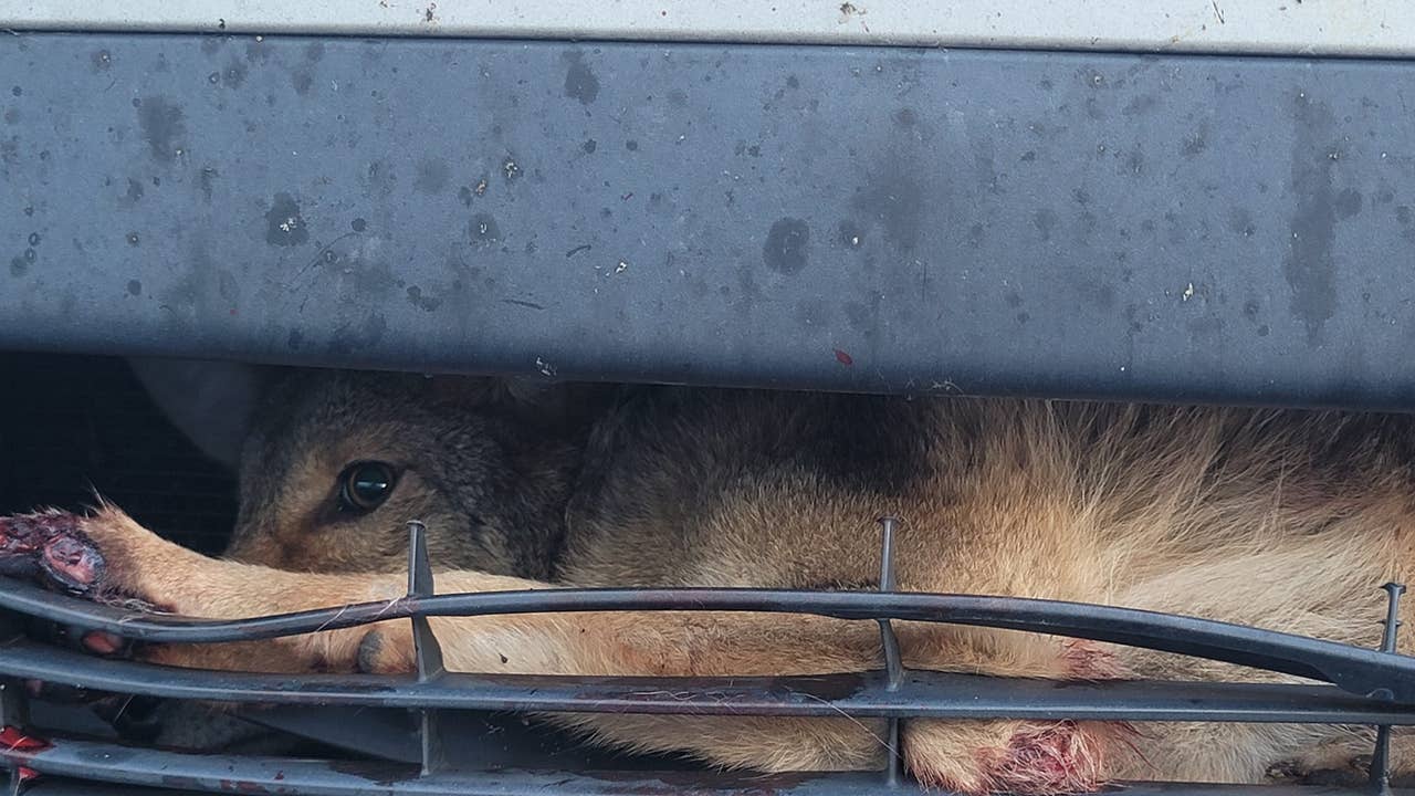 Coyote hit by car in Florida, gets stuck in grill of car overnight