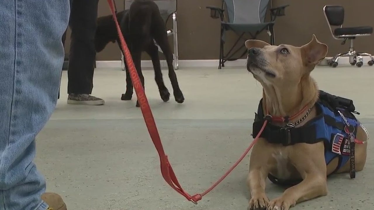 Veterans in Florida can get free service dogs through program offered ...