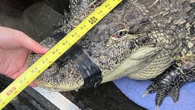 WATCH: Deputies wrangle massive alligator found living in shipping container in Washington