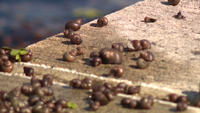 Dead snails, potentially in the millions, line Lake Monroe following Hurricane Ian