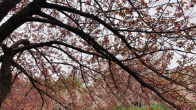 How to order a free tree to plant on your property