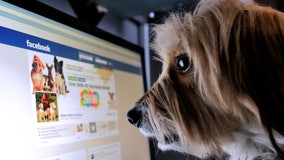 Now hiring: Your social media-savvy dog could earn up to $10K as ‘chief fluff officer’