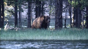 Wyoming college wrestlers injured during grizzly bear attack, left 'blood-soaked,' coach says